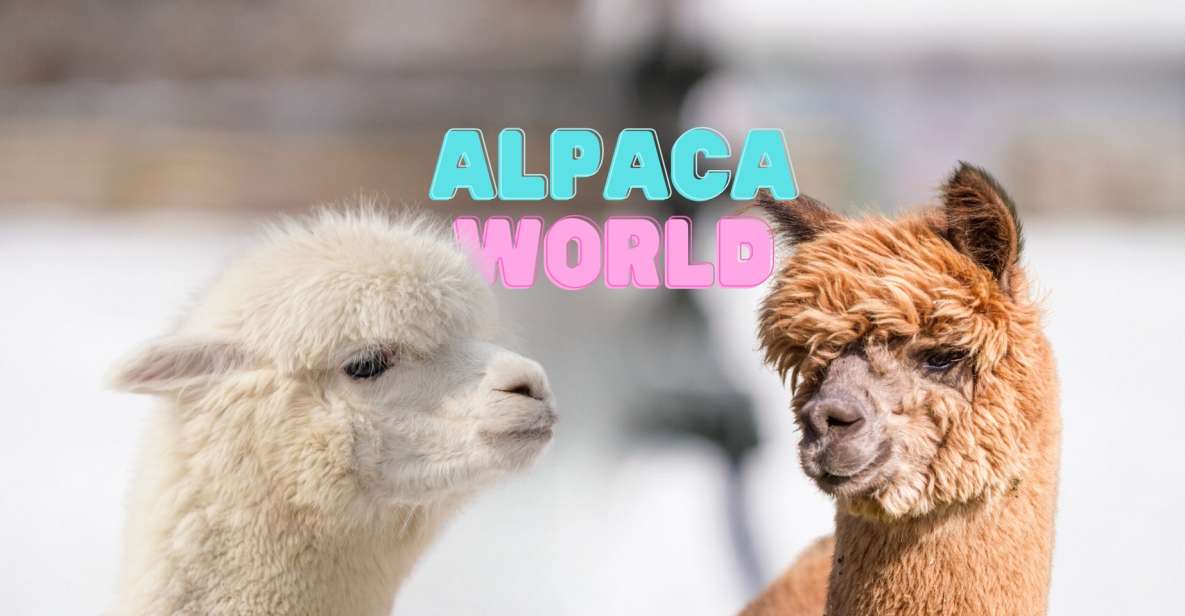 National Alpaca Day (August 1st)
