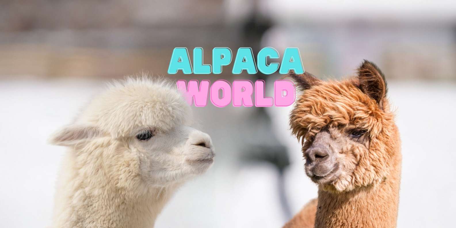 780 Best Alpacas ideas  alpaca, alpaca farm, cute animals