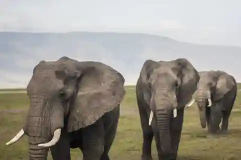 Zanzibar: 2-Day Safari to Tarangire and Ngorongoro