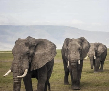 Zanzibar: Safari di 2 giorni a Tarangire e Ngorongoro
