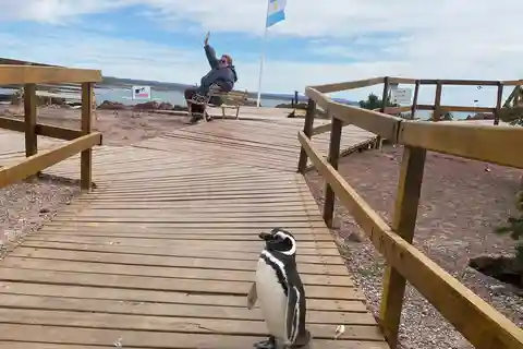 Punta Tombo Tour "Walking among Penguins".