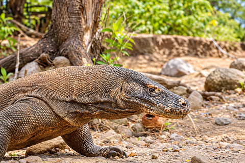 3-Day Komodo National Park Cruise with NK Superior Phinisi Sharing Cabin, Single Bed, Ocean View