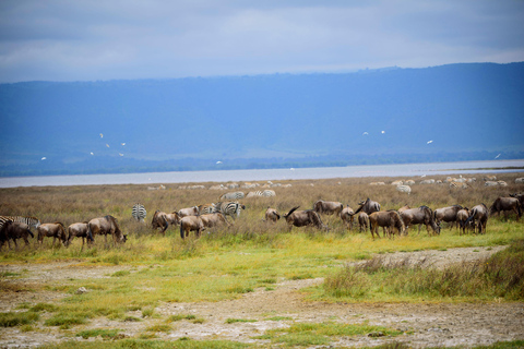 Serengeti : 4 jours d'expédition privée de luxe pour les Big Five