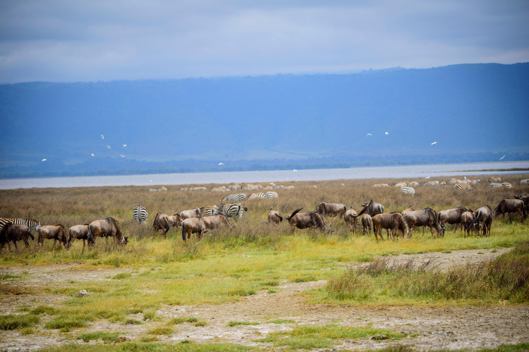 Serengeti : 4 jours d'expédition privée de luxe pour les Big Five