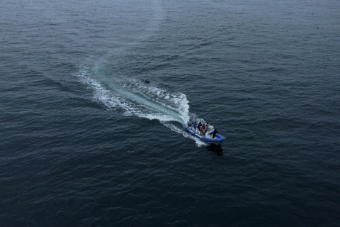 Kaapstad: safari op zee vanuit V&amp;A Waterfront