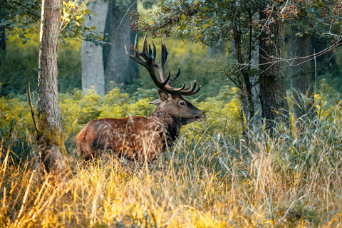 Deer Park Entry Ticket Jægersborg Dyrehave (Dyrehaven)