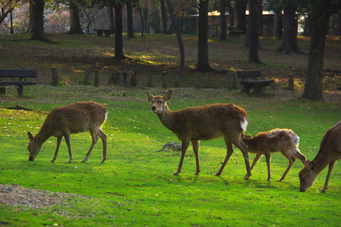 From Osaka/Kyoto: Kyoto & Nara Highlight Bus Tour with Lunch From Kyoto VIP Lounge (Meet at 8:50AM)