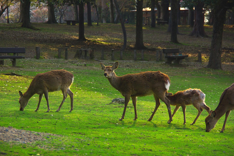 From Osaka/Kyoto: Kyoto &amp; Nara Day Trip with Japanese LunchFrom Osaka, VIP Villa Namba (Meet at 7:50AM)