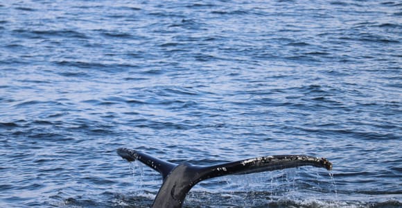 Whale Watching Cruise with Puffin Island Stop