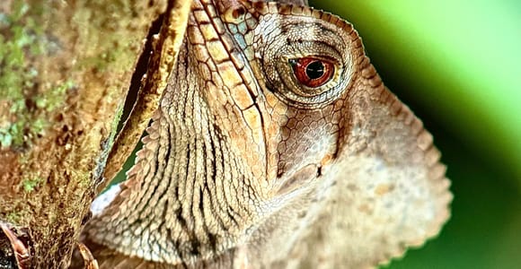 Manuel Antonio: Private National Park Tour with Guide