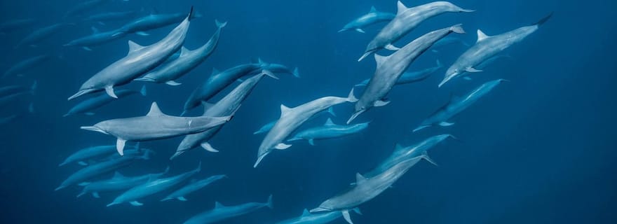 Zanzibar Nager avec les dauphins et faire du snorkeling