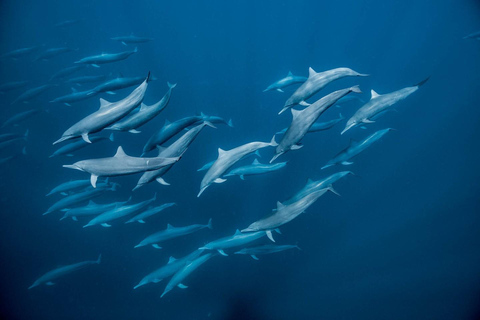 Tour dei delfini e nuoto con le tartarughe marine e grotta di Kuza