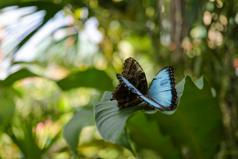 Parque nacional de Cahuita y jardín tropical de Maratopia