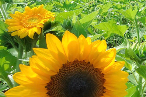 Carool: Bloomhill Estate Sunflower Farm Tour Experience