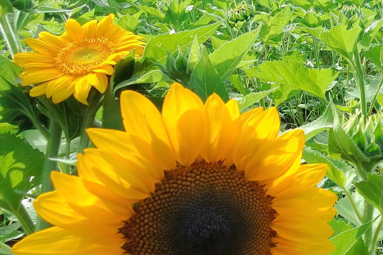 Carool: Bloomhill Estate Sunflower Farm Tour Experience
