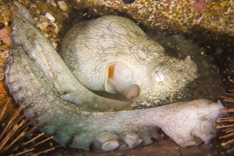 Lima: Night Dive in Pucusana