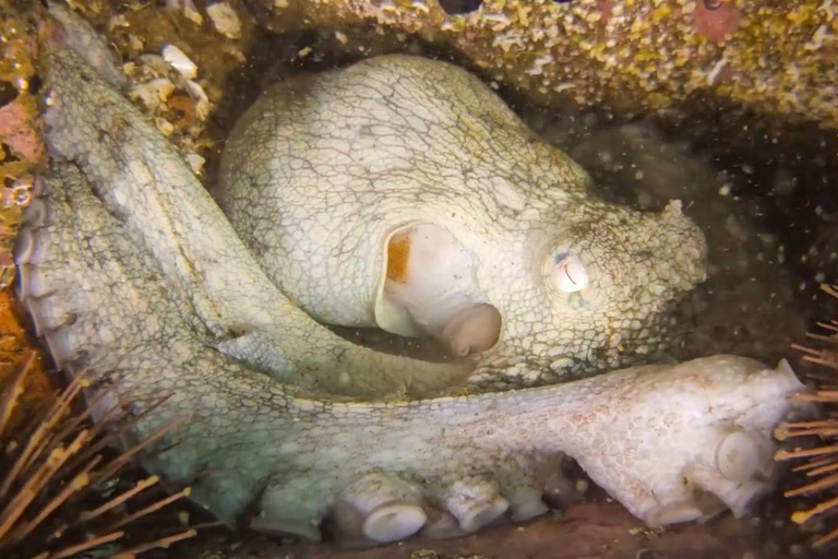 Lima: Night Dive in Pucusana