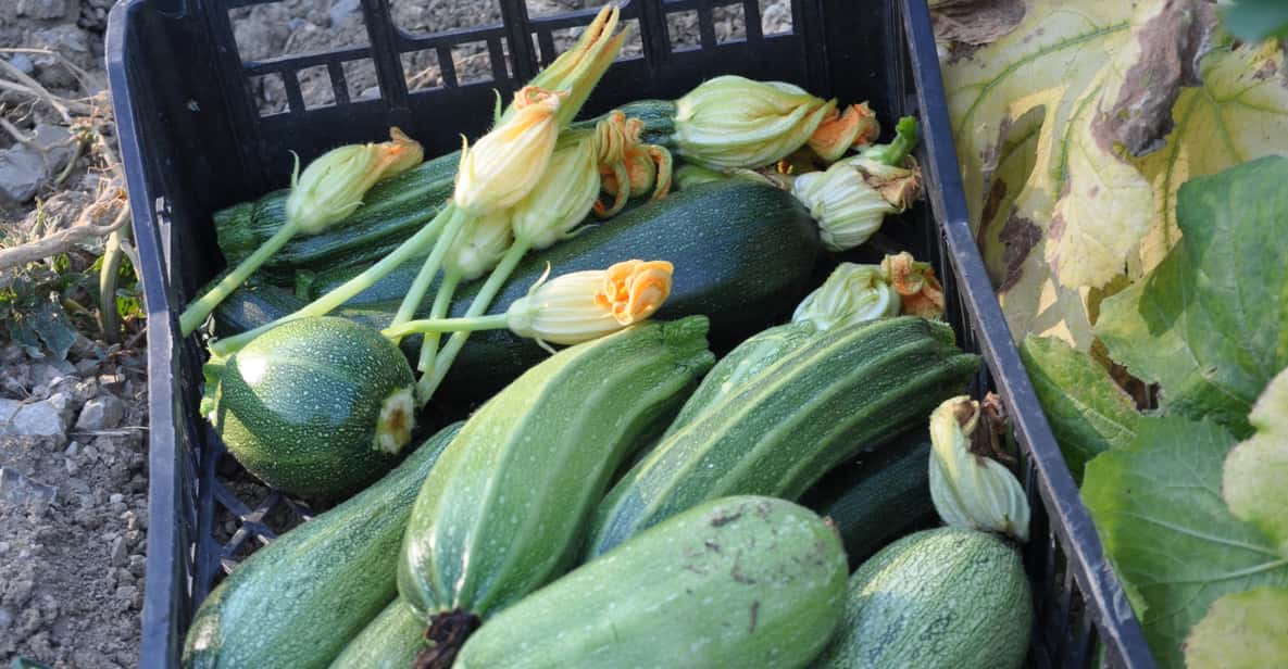 Afbeelding 8 van Chianti: biologische tuin en wijnproeverij