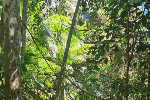 Départ de la Gold Coast : Excursion d&#039;une journée à la découverte de la montagne Tamborine