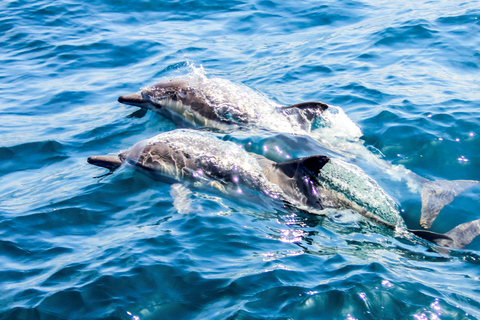 Chania: Zeilcruise met snorkelen & maaltijdVanuit de haven van Kolimvari: Zeilcruise