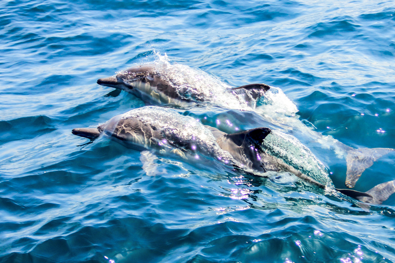 Chania: Segeltörn mit Schnorcheln und EssenVom Hafen Kolimvari: Segeltörn