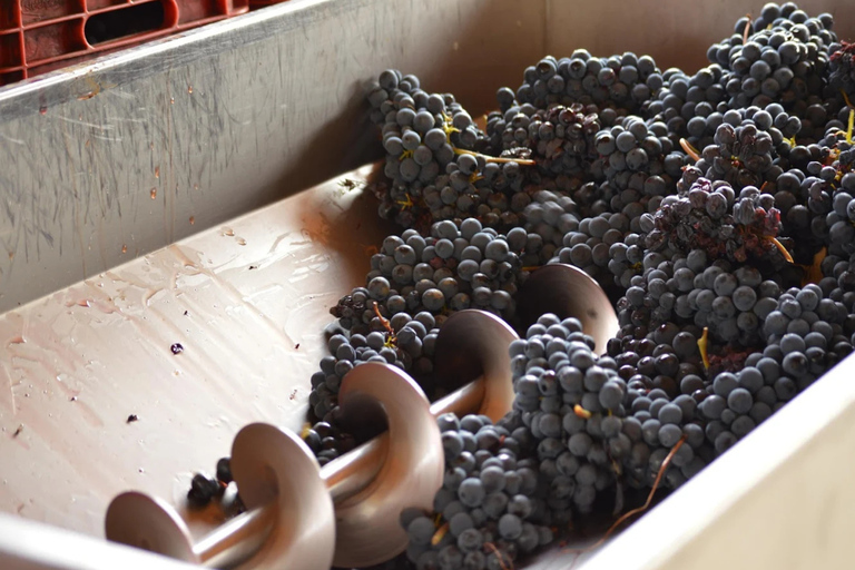 Casalnoceto: Winery Tour with Wine Tasting & Local Food Winery Visit in Alessandria - Italiano