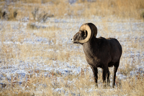 From Jackson Hole: Half-Day Grand Teton Winter Wildlife Tour