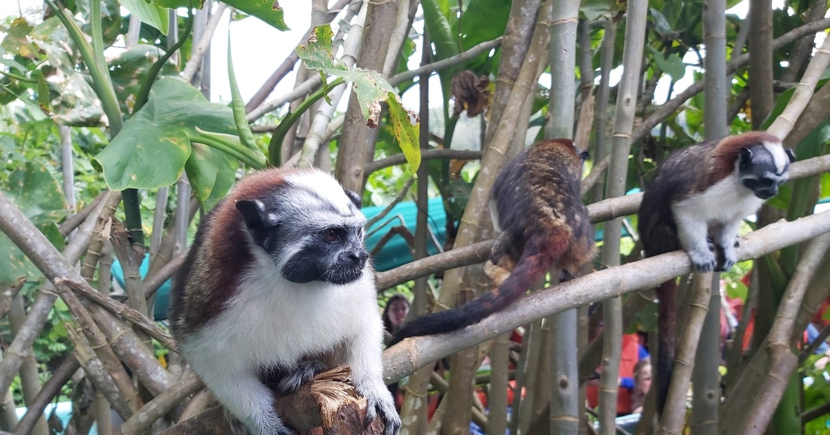 Panamá: Excursión a las Islas de los Monos y Crucero Ecológico por el ...