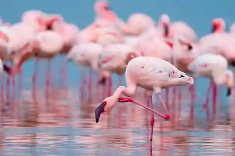 Salina Maria Stella di Trapani: Birdwatching in search of flamingos