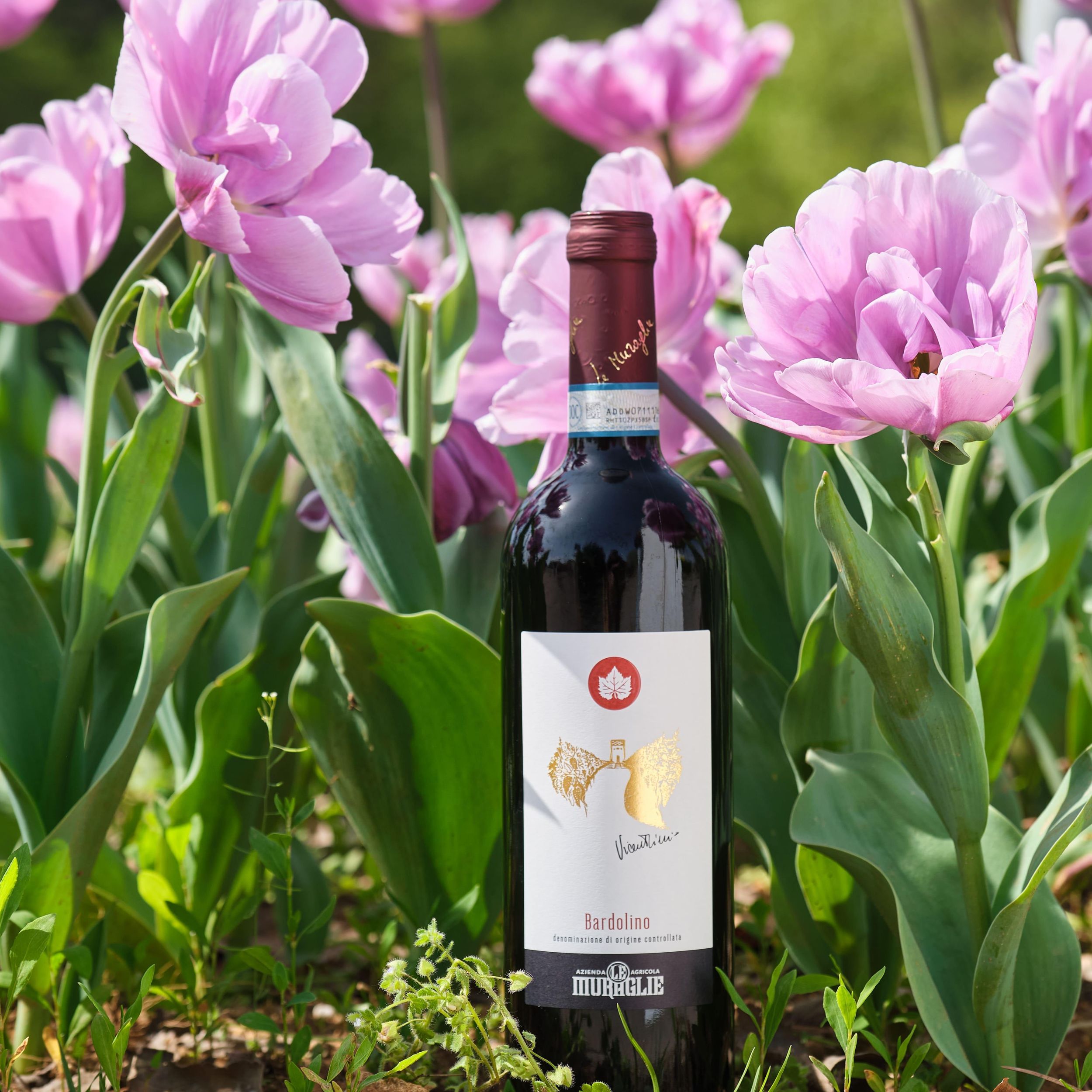 Le Muraglie: die Essenz des Gardasees. Authentische Wein-Tour & Verkostung