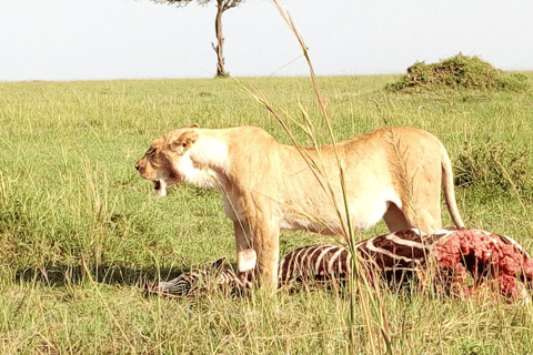 Pirschfahrt im Nairobi-Nationalpark. Kostenlose Abholung vom/zum Flughafen