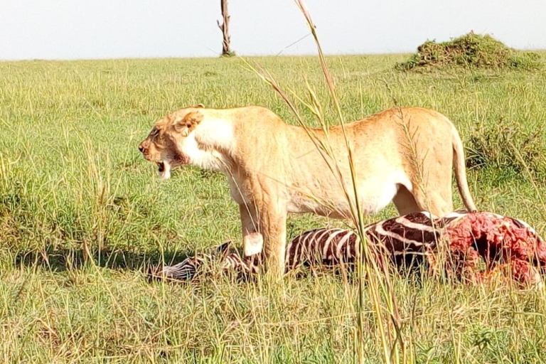 Pirschfahrt im Nairobi-Nationalpark. Kostenlose Abholung vom/zum Flughafen