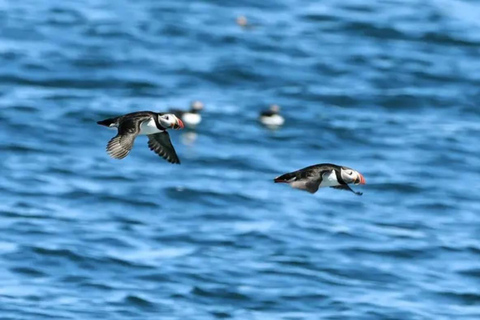 Boothbay Harbor: Puffin & Wildlife Cruise