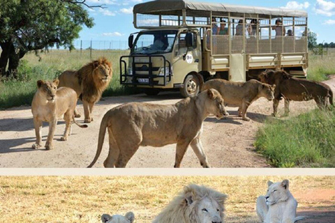 Visite du parc des lions en véhicule safari ouvert