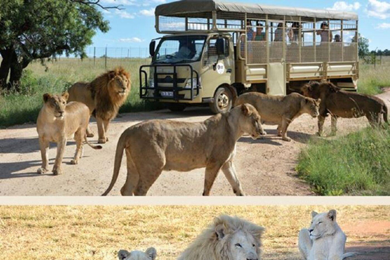 Rundtur i lejonparken i öppet safarifordon