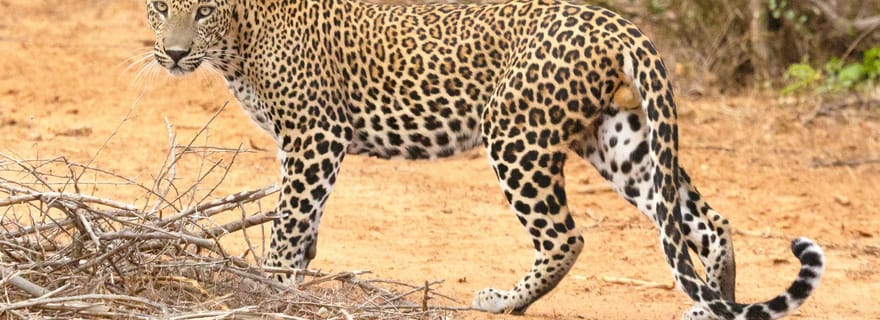 Excursion au parc national de Wilpattu depuis Colombo/Negombo