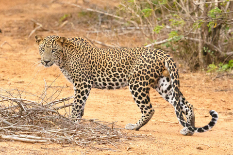 Jaipur: Safári de leopardo em Jhalana tour particular