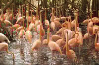 Baru, Playa blanca + Aviario con Almuerzo Caribeño - Housity