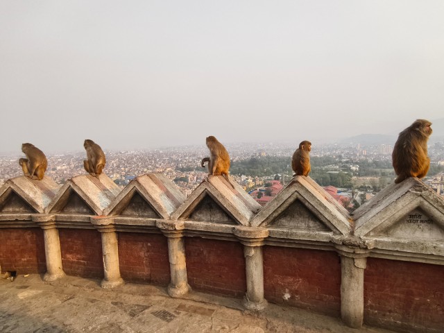 Nepal: Meet Monkeys At Kathmandu's Swayambhunath Mahachaitya