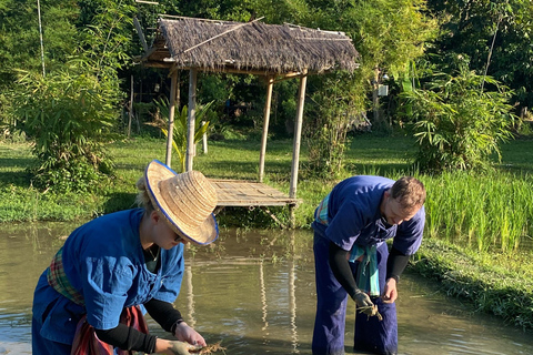 Chiang Mai : Buffles thaïlandais et plantation de riz