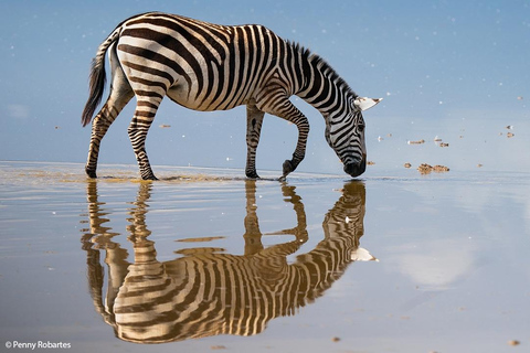 Excursión en grupo de 2 días al Parque Nacional de Amboseli (de lunes a miércoles y sábado)