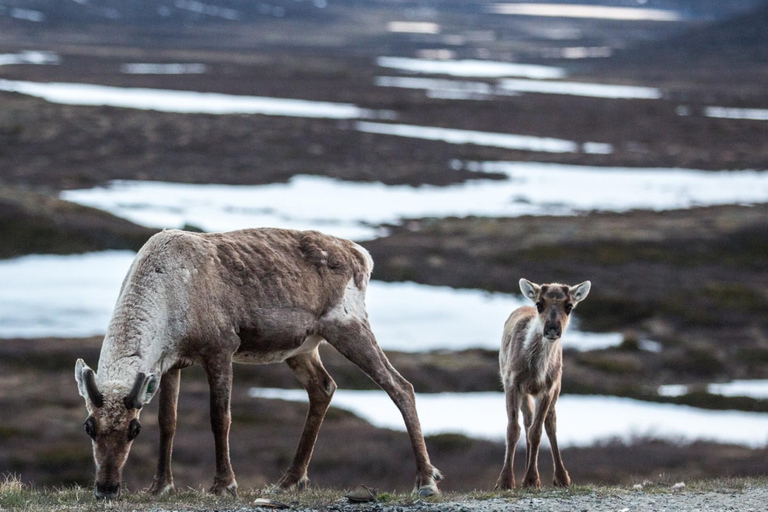 Jotunheimen: Guided Reindeer Hiking Tour