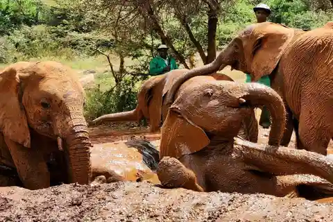 Giraffe Center, Karen Blixen & Elephant Orphanage Day Tour