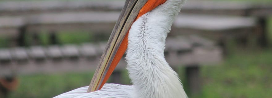Depuis Durrës : excursion en bateau au parc de Divjakë-Karavasta et à la lagune