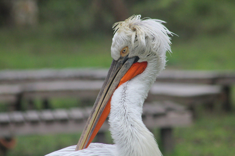 Durrës: Divjakë Agriculture & Karavasta Lagoon Boat Day Trip