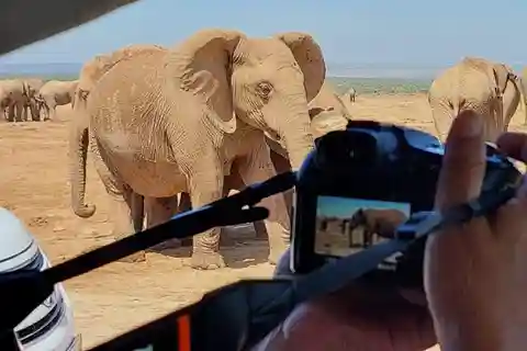 Addo Elephant National Park: Heldagssafari med lunch