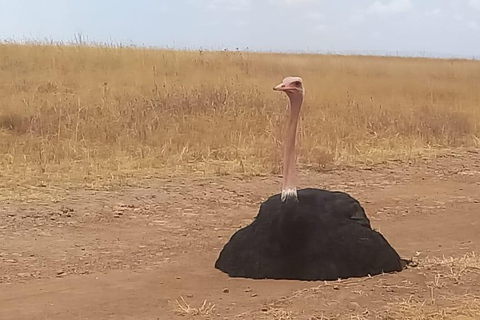 Maasai Mara Tagestour mit Abholung von Nairobi