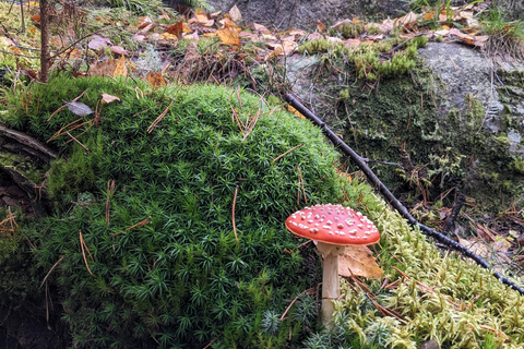 Helsinki: Finnish forest mythology Tour - Feminine powers Helsinki: Private Forest mythology Tour