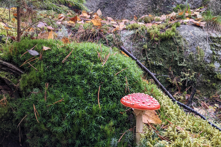 Helsinki: Finnish forest mythology Tour - Feminine powers Helsinki: Private Forest mythology Tour