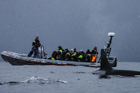 From Tromso: Whale Watching in Magic Skjervoy